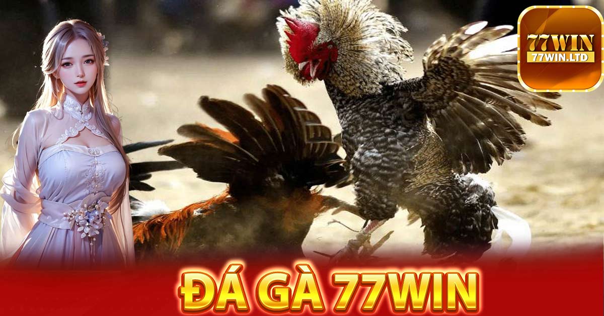 Vì sao nhiều người tham gia cược đá gà trực tuyến ở nhà cái 77Win